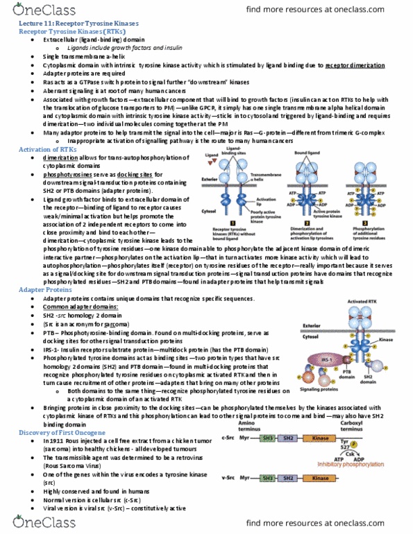 Biology 2382B Lecture Notes - Lecture 11: Rous Sarcoma Virus, Insulin Receptor Substrate, Protein Kinase thumbnail