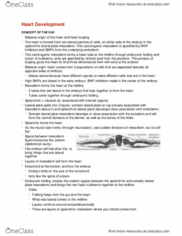 CMMB 403 Lecture Notes - Lecture 38: Lateral Plate Mesoderm, Splanchnic, Bone Morphogenetic Protein thumbnail