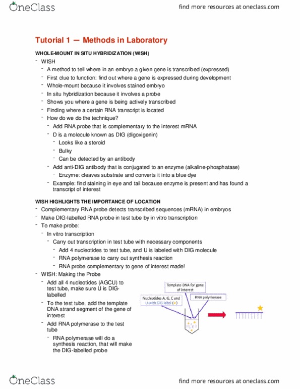 CMMB 403 Lecture Notes - Lecture 1: In Situ Hybridization, Digoxigenin, Enzyme thumbnail