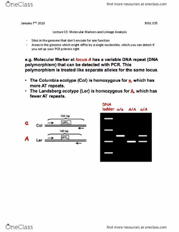 BIOL 335 Lecture Notes - Lecture 3: Epistasis, Messenger Rna, Candidate Gene thumbnail