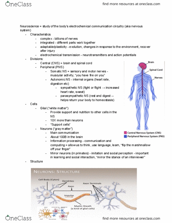 PSY 111 Chapter Notes - Chapter 6: Mirror Neuron, Neuroglia, Grey Matter thumbnail
