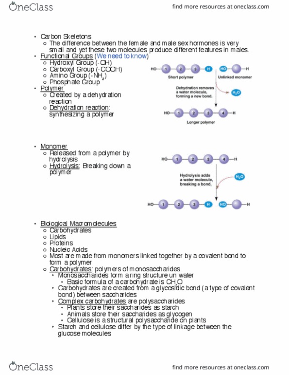 BIO 150 Lecture Notes - Lecture 4: Glycosidic Bond, Dehydration Reaction, Monosaccharide thumbnail