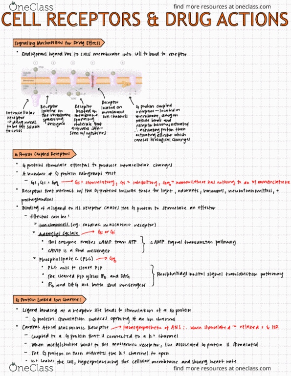 HTHSCI 2H03 Lecture Notes - Lecture 10: G Protein–Coupled Receptor, Adenylyl Cyclase, Gq Alpha Subunit thumbnail