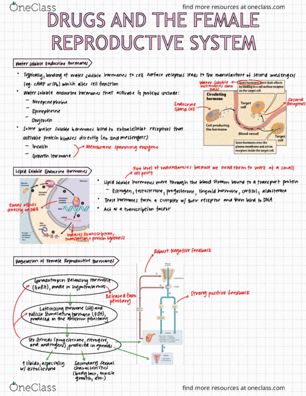 HTHSCI 2H03 Lecture Notes - Lecture 9: Progesterone Receptor, Estrogen Receptor, Gonadotropin thumbnail