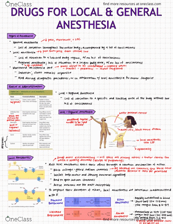 HTHSCI 2H03 Lecture Notes - Lecture 17: Epidural Administration, Local Anesthesia, Cytochrome P450 thumbnail