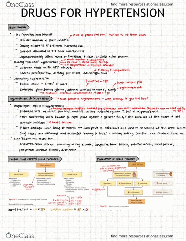 HTHSCI 2H03 Lecture Notes - Lecture 14: Combined Oral Contraceptive Pill, Coronary Circulation, Secondary Hypertension thumbnail