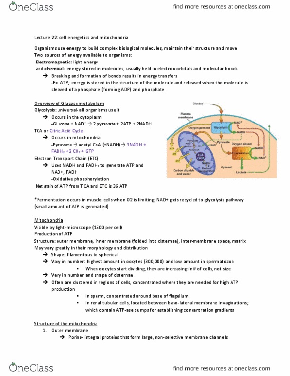 BIOL 2520 Lecture Notes - Lecture 22: Citric Acid Cycle, Nephron, Acetyl-Coa thumbnail