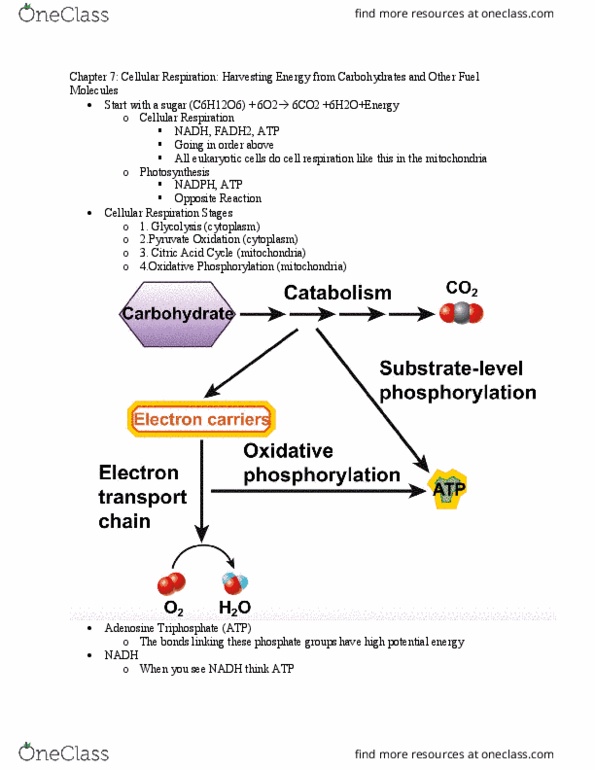 BIOL 101 Chapter Notes - Chapter 7: Adenosine Triphosphate, Cellular Respiration, Pyruvic Acid thumbnail