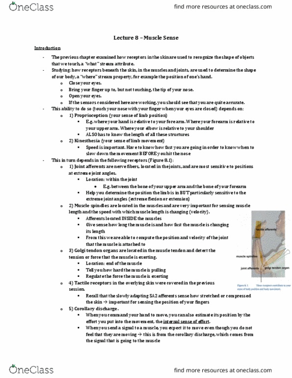 Physiology 4710A/B Lecture 8: Lecture 8 – Muscle Sense thumbnail