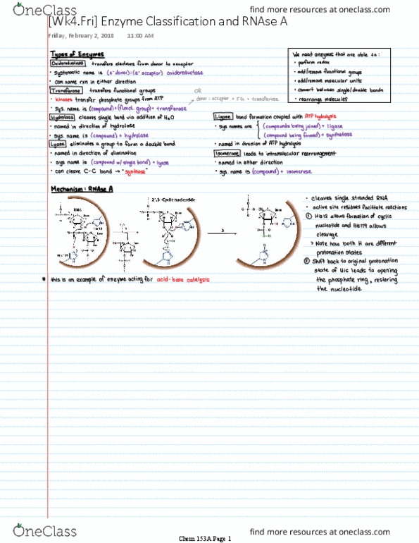 CHEM 153A Lecture Notes - Lecture 4: Pancreatic Ribonuclease, Enzyme thumbnail