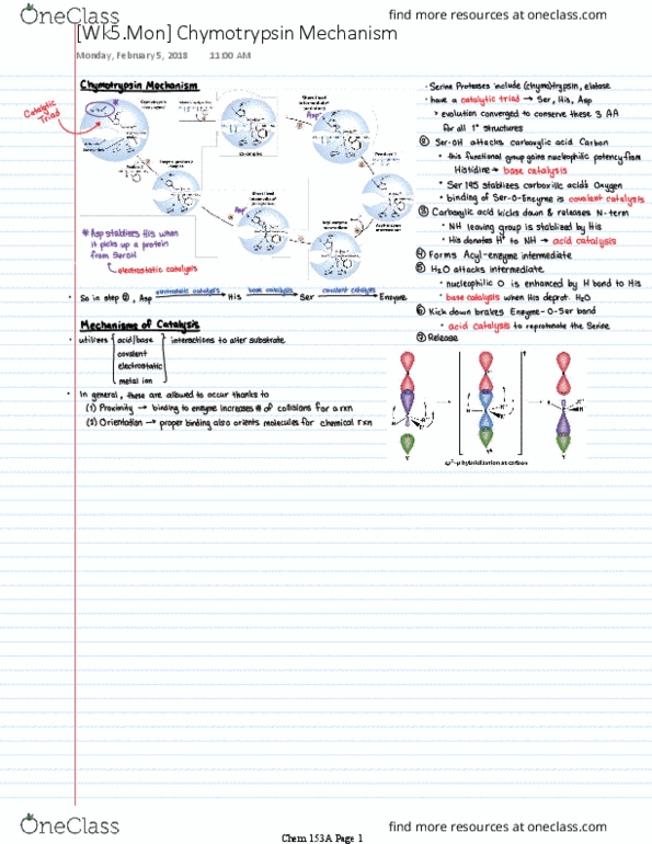 CHEM 153A Lecture Notes - Lecture 5: Chymotrypsin thumbnail