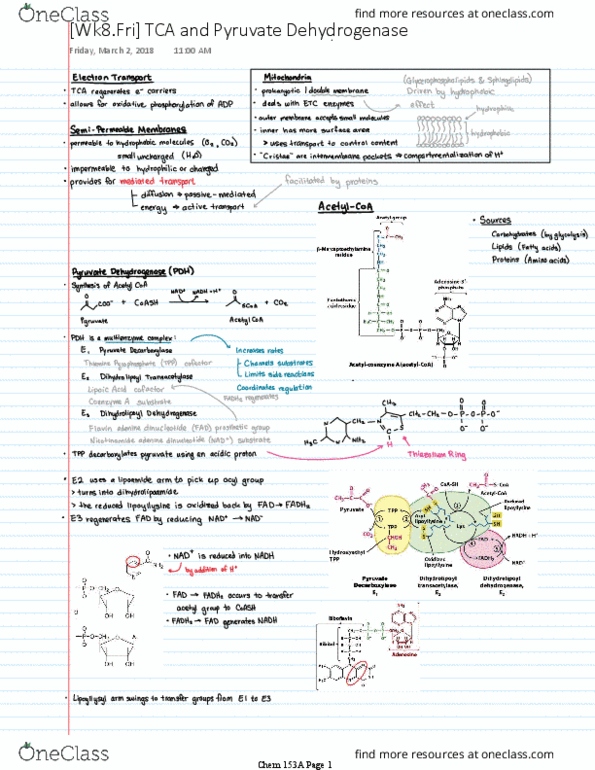 CHEM 153A Lecture 8: [Wk8.Fri] TCA and Pyruvate Dehydrogenase thumbnail