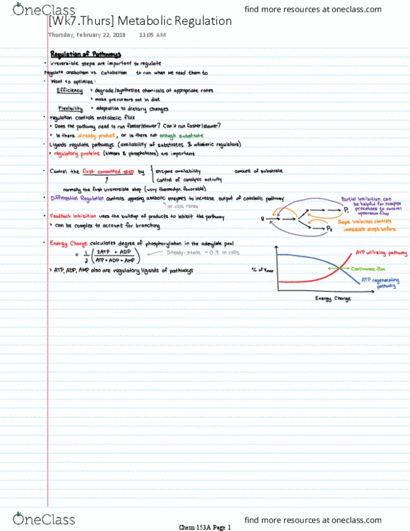 CHEM 153A Lecture Notes - Lecture 7: Glycolysis thumbnail