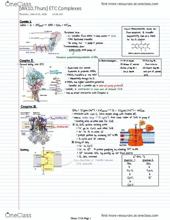 CHEM 153A Lecture Notes - Lecture 10: Cytochrome C Oxidase thumbnail