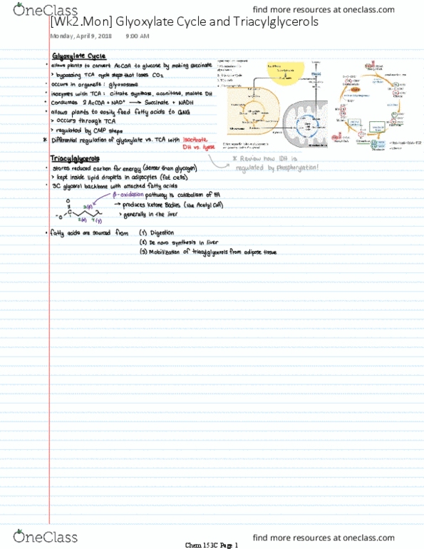 CHEM 153C Lecture 2: [Wk2.Mon] Glyoxylate Cycle and Triacylglycerols thumbnail