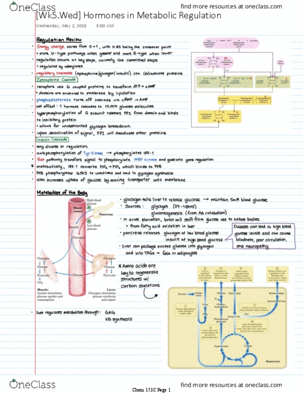 CHEM 153C Lecture 5: [Wk5] Hormones in Metabolic Regulation thumbnail