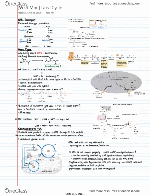 CHEM 153C Lecture Notes - Lecture 4: Urea Cycle thumbnail