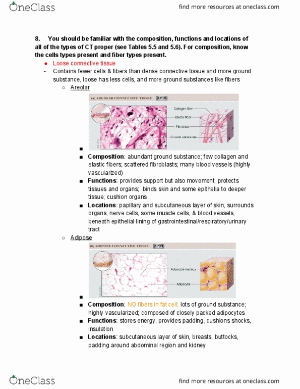 MCB 150 Lecture Notes - Lecture 3: Loose Connective Tissue, Ground Substance, Epithelium thumbnail
