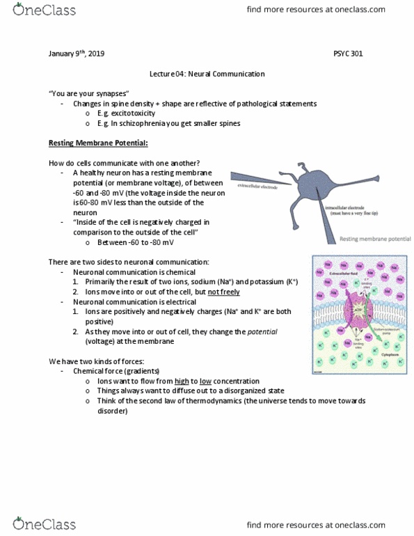PSYC 301 Lecture Notes - Lecture 4: Resting Potential, Excitotoxicity, Hydrophile thumbnail