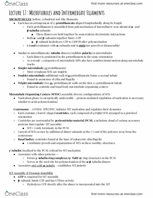 BSC 300 Lecture Notes - Lecture 17: Pericentriolar Material, Tubulin, Basal Body thumbnail