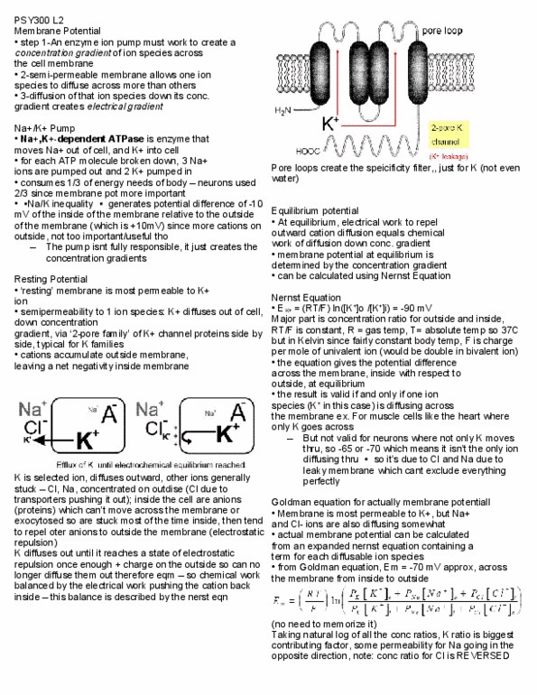 PSL300H1 Lecture 2: Lecture 2 - Membrane Potential thumbnail