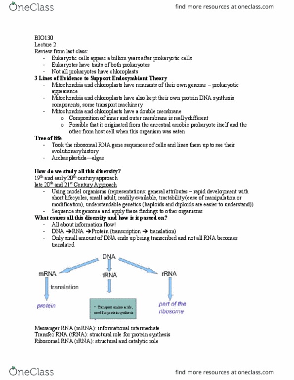 BIO130H1 Lecture Notes - Lecture 2: Messenger Rna, Transfer Rna, Endosymbiont thumbnail