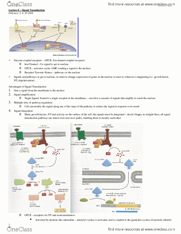 LIFESCI 3B03 Lecture Notes - Cyclic Adenosine Monophosphate, Neurofibromatosis thumbnail