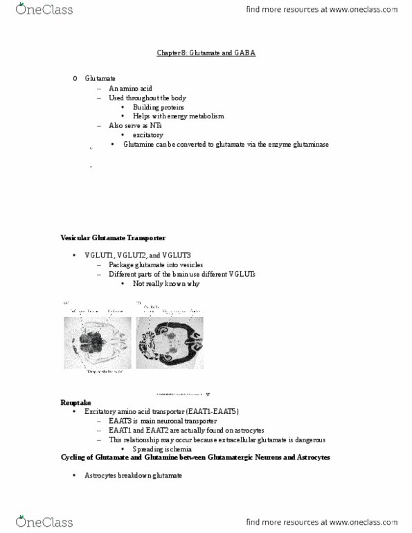 PSY 402 Lecture Notes - Autoreceptor, Astrocyte, Glutamine Synthetase thumbnail