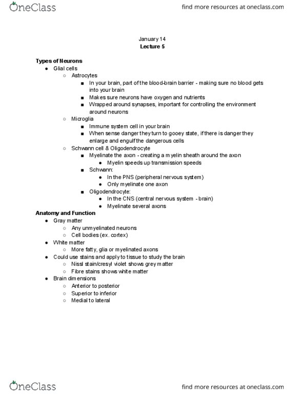 PSYC 207 Lecture Notes - Lecture 5: Myelin, Schwann Cell, Peripheral Nervous System thumbnail