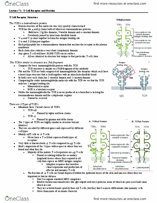 IMM340H1 Lecture Notes - Lecture 7: T-Cell Receptor, Memory T Cell, Fragment Antigen-Binding thumbnail
