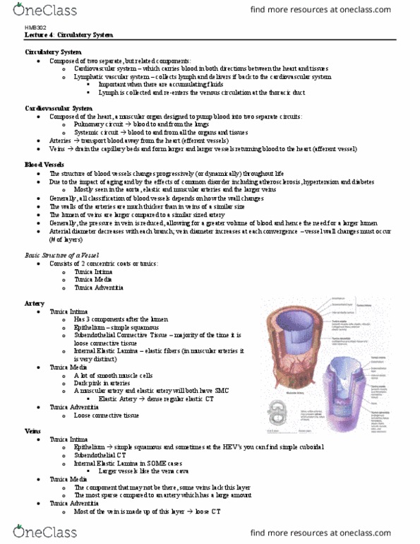 HMB302H1 Lecture Notes - Lecture 4: Tunica Externa, Loose Connective Tissue, Pulmonary Vein thumbnail