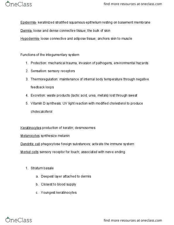 ANPS 020 Lecture Notes - Lecture 1: Stratified Squamous Epithelium, Stratum Basale, Adipose Tissue thumbnail