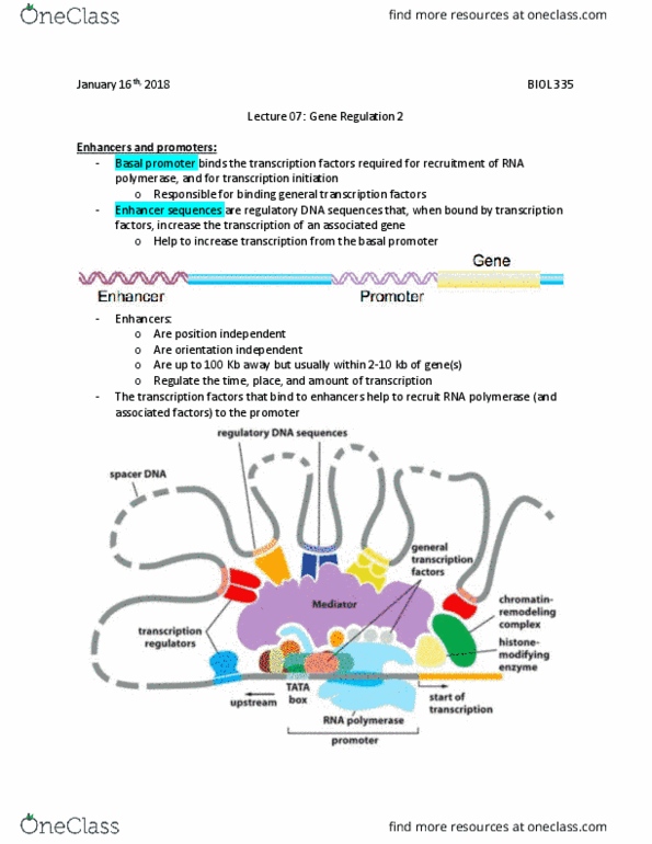 BIOL 335 Lecture Notes - Lecture 7: Regulatory Sequence, Phosphorylation, Restriction Enzyme thumbnail