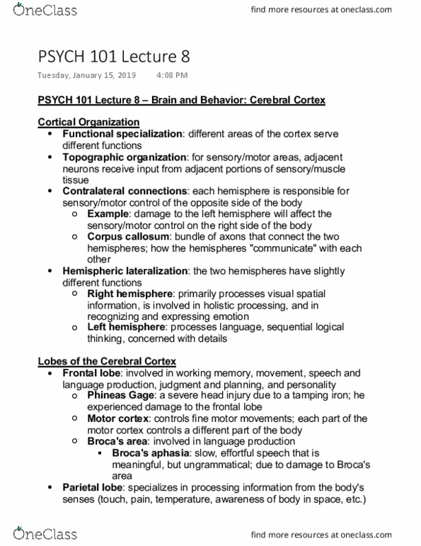 PSYCH 101 Lecture Notes - Lecture 8: Phineas Gage, Corpus Callosum, Frontal Lobe thumbnail