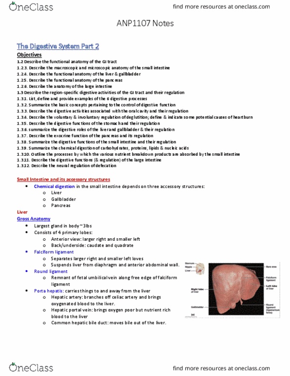 ANP 1107 Lecture Notes - Lecture 10: Portal Vein, Falciform Ligament, Porta Hepatis thumbnail