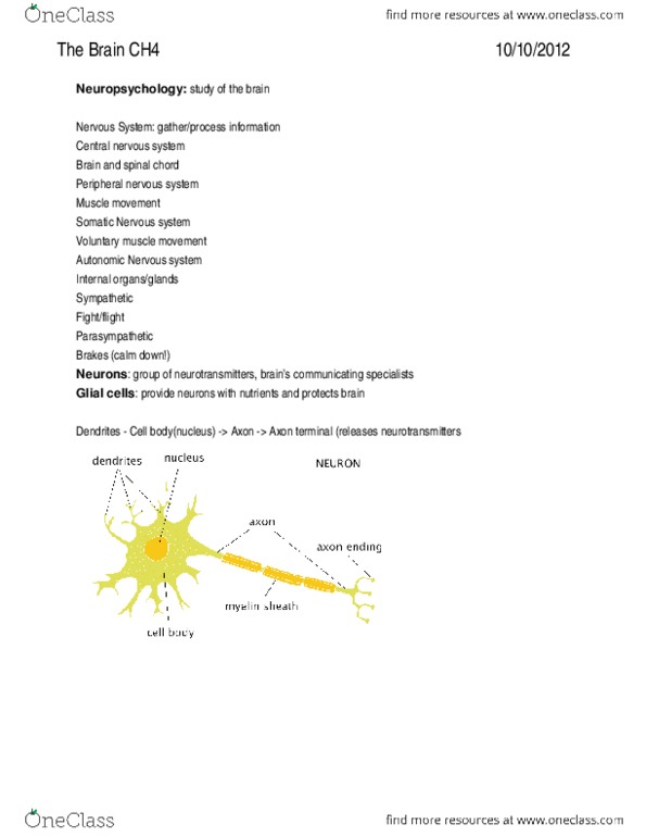 PSC 1 Chapter Notes -Cerebellum, Hypothalamus, Cortisol thumbnail