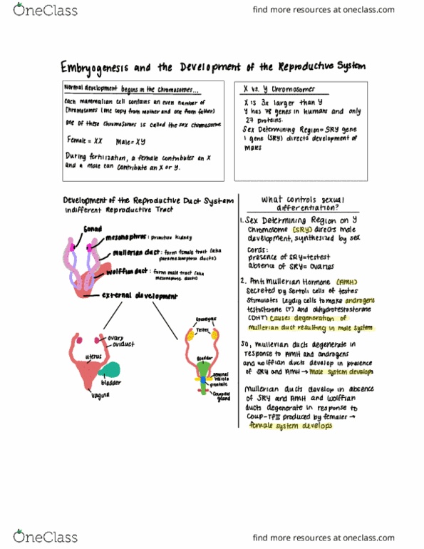 11:067:327 Lecture 5: Chromosomes and Sexual Differentiation thumbnail