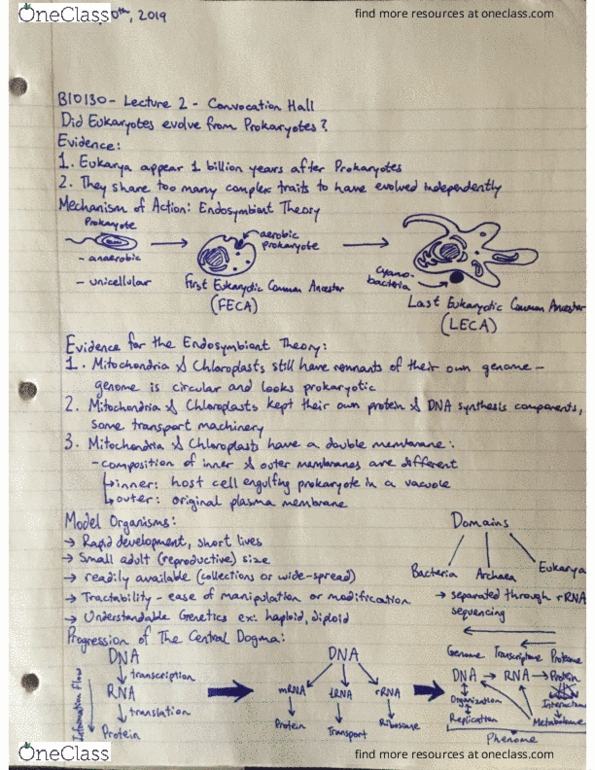 BIO130H1 Lecture Notes - Lecture 2: Adenine, Eukaryote, Pentose cover image