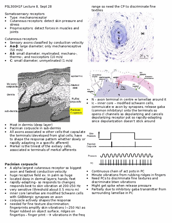PSL300H1 Lecture Notes - Lecture 8: Dermis, Axon Terminal, Myocyte thumbnail