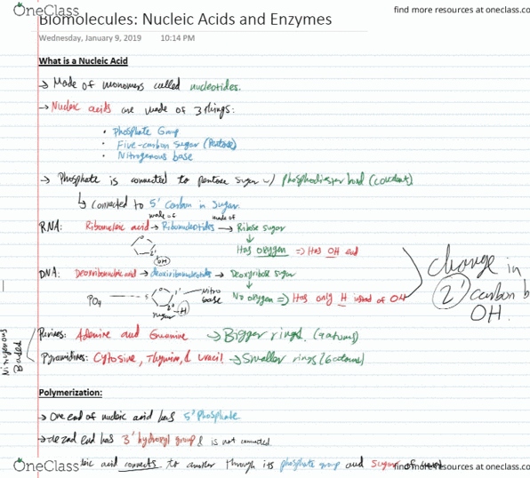 BIOL 200 Lecture Notes - Lecture 4: Cell Nucleus cover image