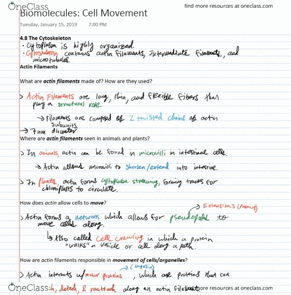 BIOL 200 Lecture Notes - Lecture 8: Intermediate Filament, Microtubule, Tubulin cover image