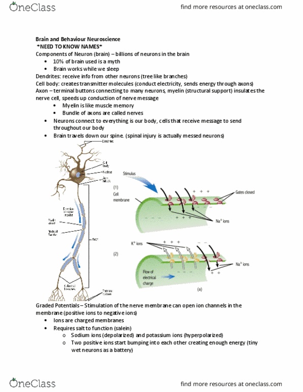 PSY100Y5 Lecture 3: Brain and Behaviour Neuroscience thumbnail