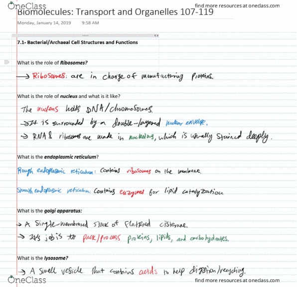 BIOL 200 Lecture 7: Biomolecules: Transport and Organelles cover image