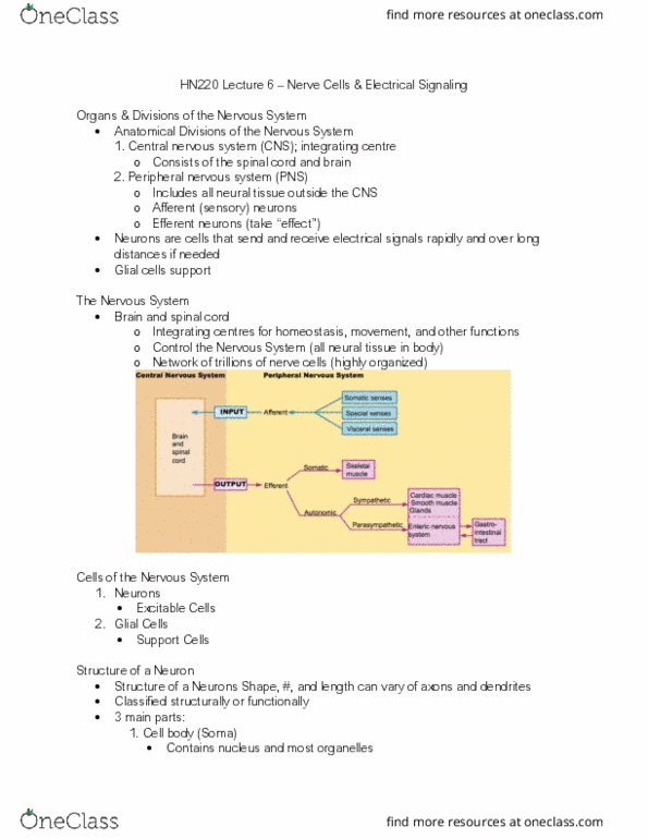 HN220 Lecture Notes - Lecture 6: Central Nervous System, Peripheral Nervous System, Homeostasis thumbnail