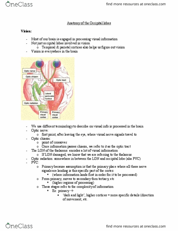 PSYCH 2NF3 Lecture Notes - Lecture 39: Visual Cortex, Optic Nerve, Optic Radiation thumbnail