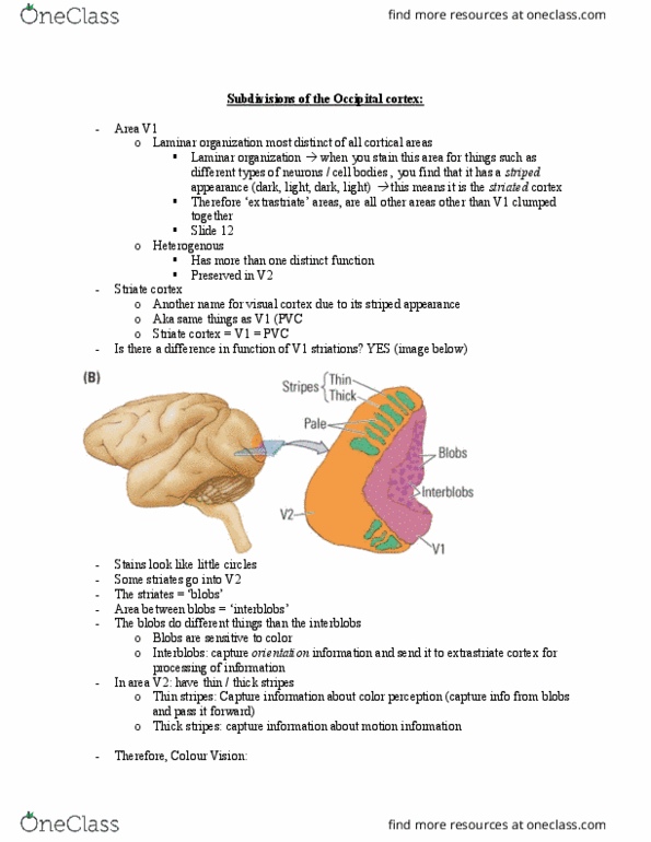 PSYCH 2NF3 Lecture 40: Subdivisions of the Occipital cortex thumbnail