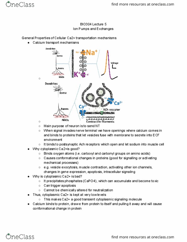 BIO304H5 Lecture Notes - Lecture 5: Apoptosis, Exocytosis, Antiporter thumbnail