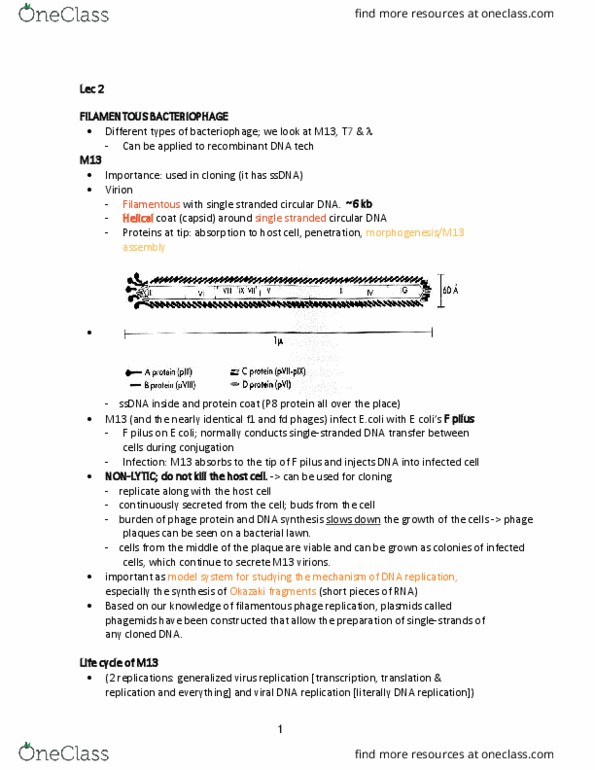 MIMG 102 Lecture 2: 2. M13 thumbnail