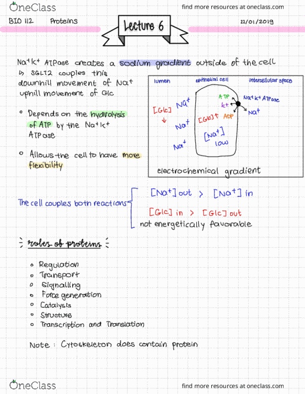 BIOL 112 Lecture Notes - Lecture 6: Electrochemical Gradient, Sodium-Glucose Transport Proteins, Cytoskeleton cover image