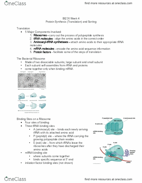 BI236 Lecture Notes - Lecture 10: Aminoacyl-Trna, Transfer Rna, Ribosome thumbnail